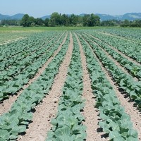 Landwirtschaft Ebner Gemüse : Kartoffel6
