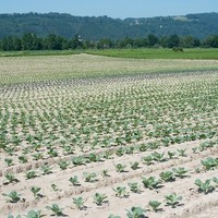 Landwirtschaft Ebner Gemüse : Kartoffel7