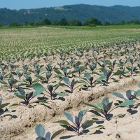 Landwirtschaft Ebner Gemüse : Kartoffel8