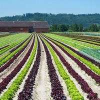 Landwirtschaft Ebner Gemüse : Kartoffel9