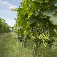Mederlehof (4)