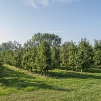 DSC 4924