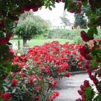 5 Garten   (1)