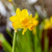 Filiale Walkersdorf/Grafenegg