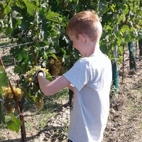 Weinlese 2018