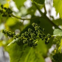 Weinbau Kretz 8