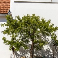 Weinbau Kretz 9