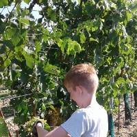 Weinlese 2018