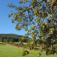 Genussregion Pöllauer Hirschbirne