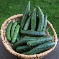 BioLang12