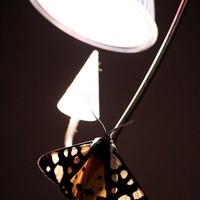 Tierfotografie Parthl Martin Schmetterling auf Lampe, Kroatien