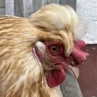 Tiere (21)