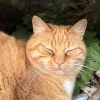 Tiere (23)