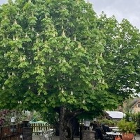 021a01dc4354137264503a572cf0infoapps.cloud 000 IMG 6931