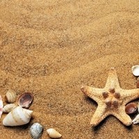 seashells g4e980d3b6 1920