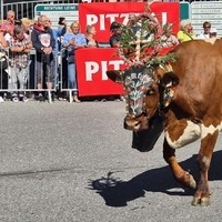 Almabtrieb im Pitztal