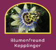 Blumenfreund Kepplinger Steyr