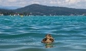 Wörthersee Tourismus