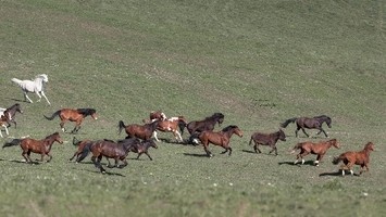 Reitanlage Hauserhof - Andrea Stockinger Reitanlage Hauserhof - Manning im Bezirk Vöcklabruck