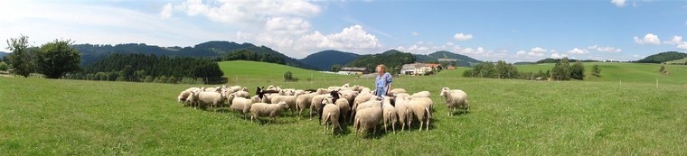 Jungschafe auf der Weide