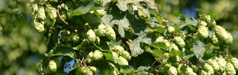 Hopfen