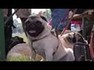 Wiener Hundetag: Alles rund um den Vierbeiner