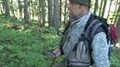 Die österreichische Waldinventur - man sieht den Wald vor lauter Bäumen