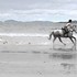 Horse goes wakeboarding