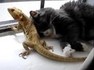 Last Chance for Animals (LCA)