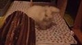 Kaninchen-Helpline