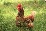 GschEide Hendln