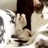 Meow Aum