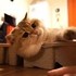 Adorable Animals