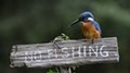 IJsvogels.nl