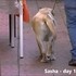 Physiovet
