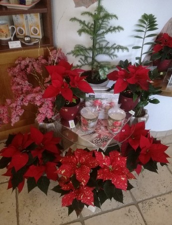 Weihnachtsstern