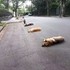Golden Retriever Lovers