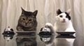 Katzen haben Tatzen