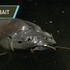 NASHBAIT - THE HISTORY OF CARP FISHING BAIT