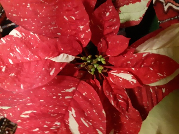Schöne Adventzeit