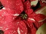 Schöne Adventzeit