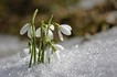 8 Wochen Kurs Achtsames Selbst-Mitgefühl