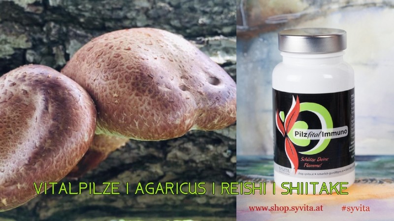 - 20 % AKTION - Super VITALPILZ-KOMBINATION PILZfital IMMUNO 🍄