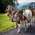 Herbstfest mit Almabtrieb - Hintertux