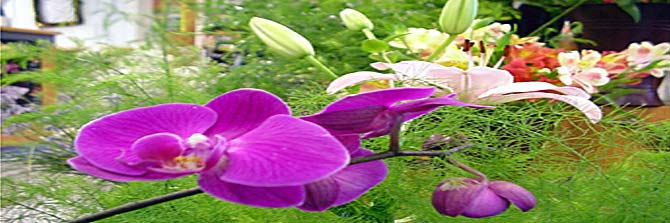 floristik
