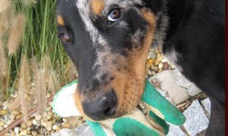 hund tier