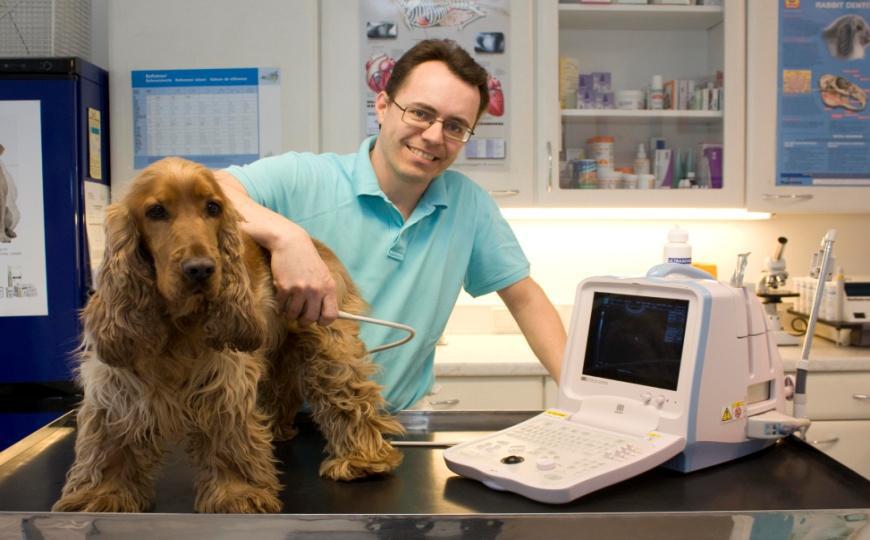 arzt hund