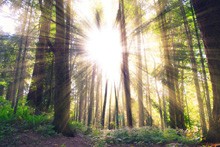 forest 984413 1920