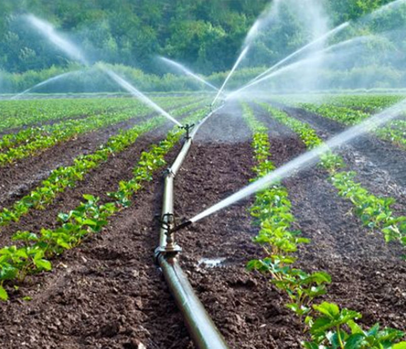 Rivulis   Corn Irrigation, Surface Drip Irrigation