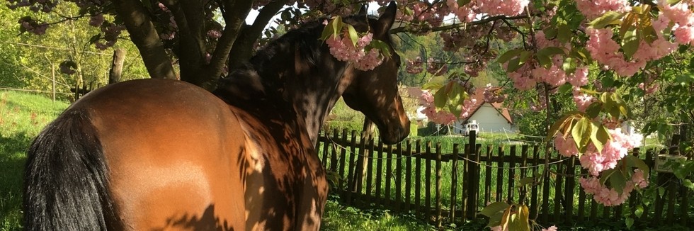 Reitsport Viktoria Hauser Sperlhof 1 St Georgen Gusen In St